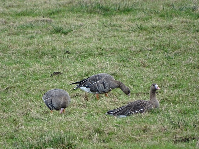 将永远陪伴 将永远陪伴