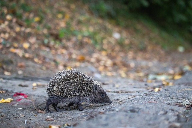 德特有的能 德特有的能